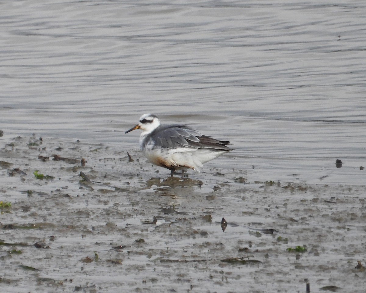 Red Phalarope - ML526154121