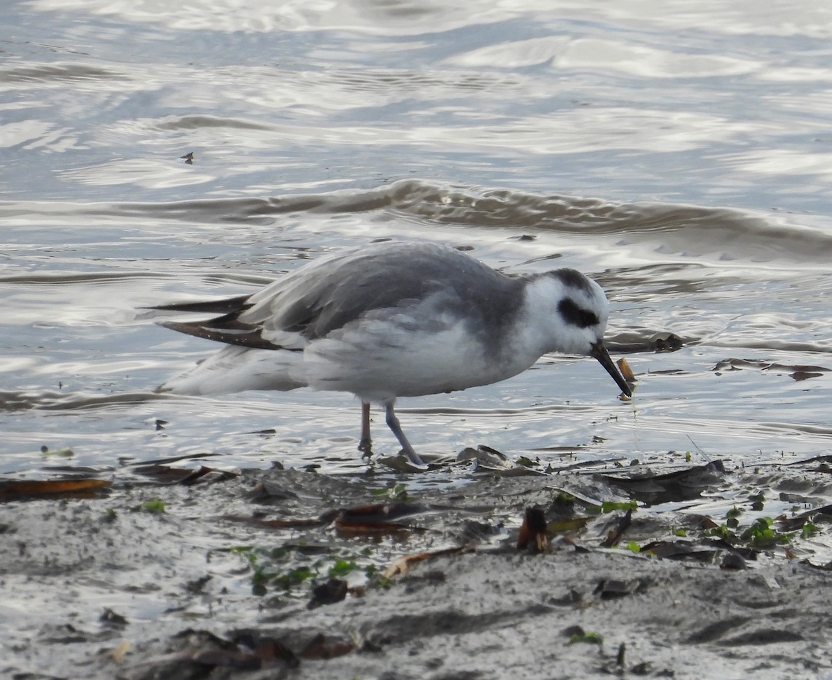 Red Phalarope - ML526154281