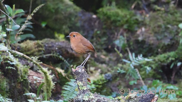 Equatorial Antpitta - ML526154791