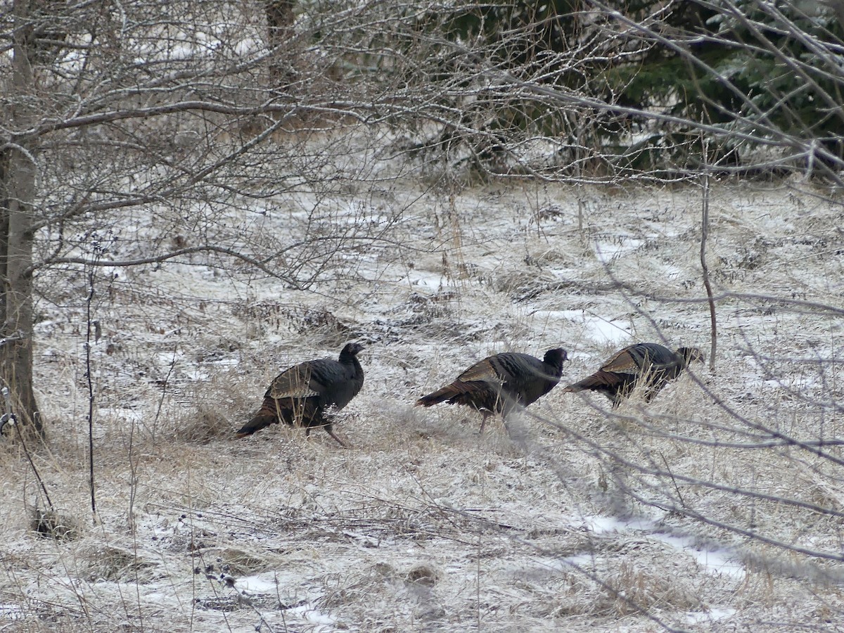 kalkun - ML526154891