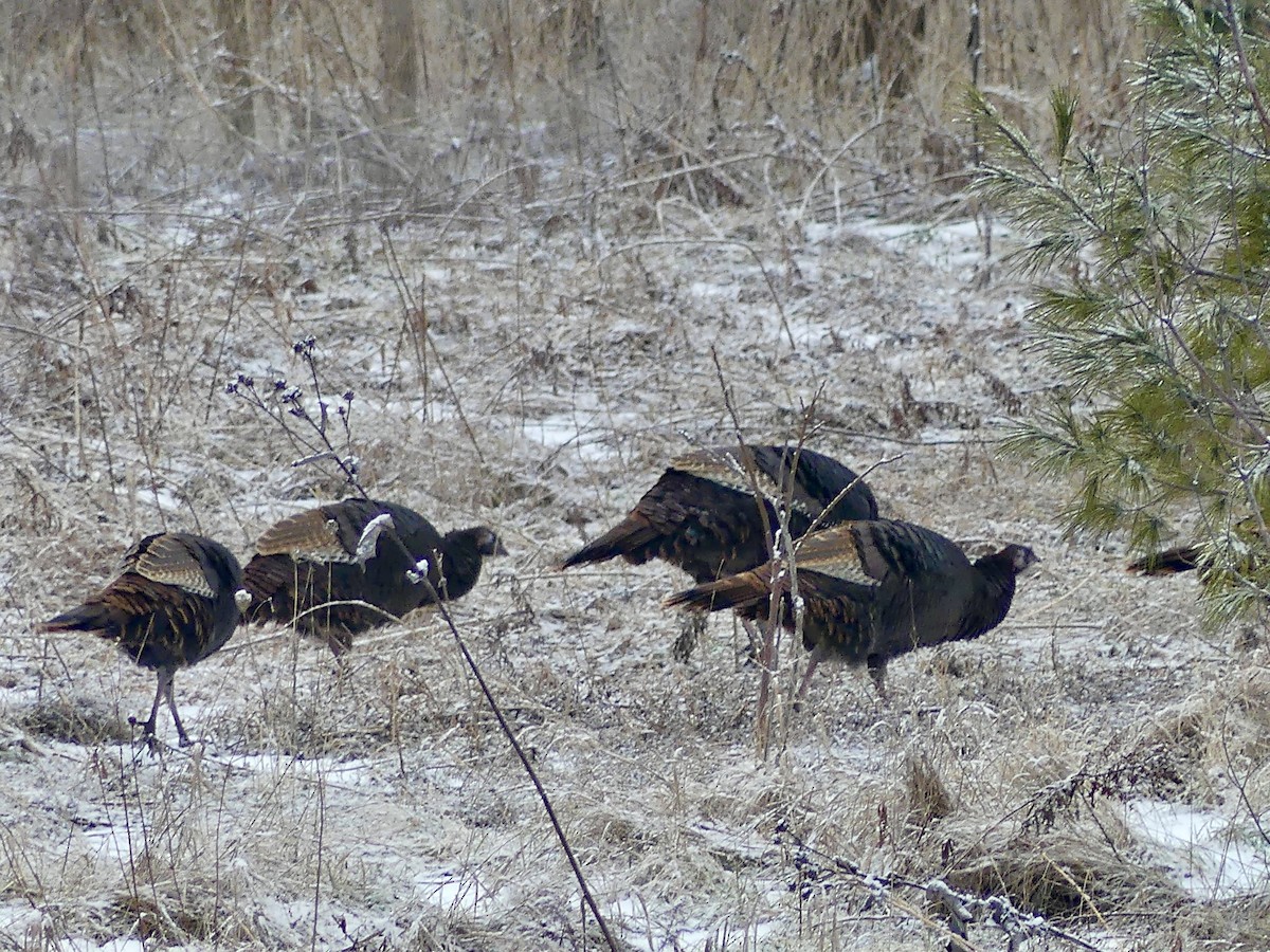 kalkun - ML526154901