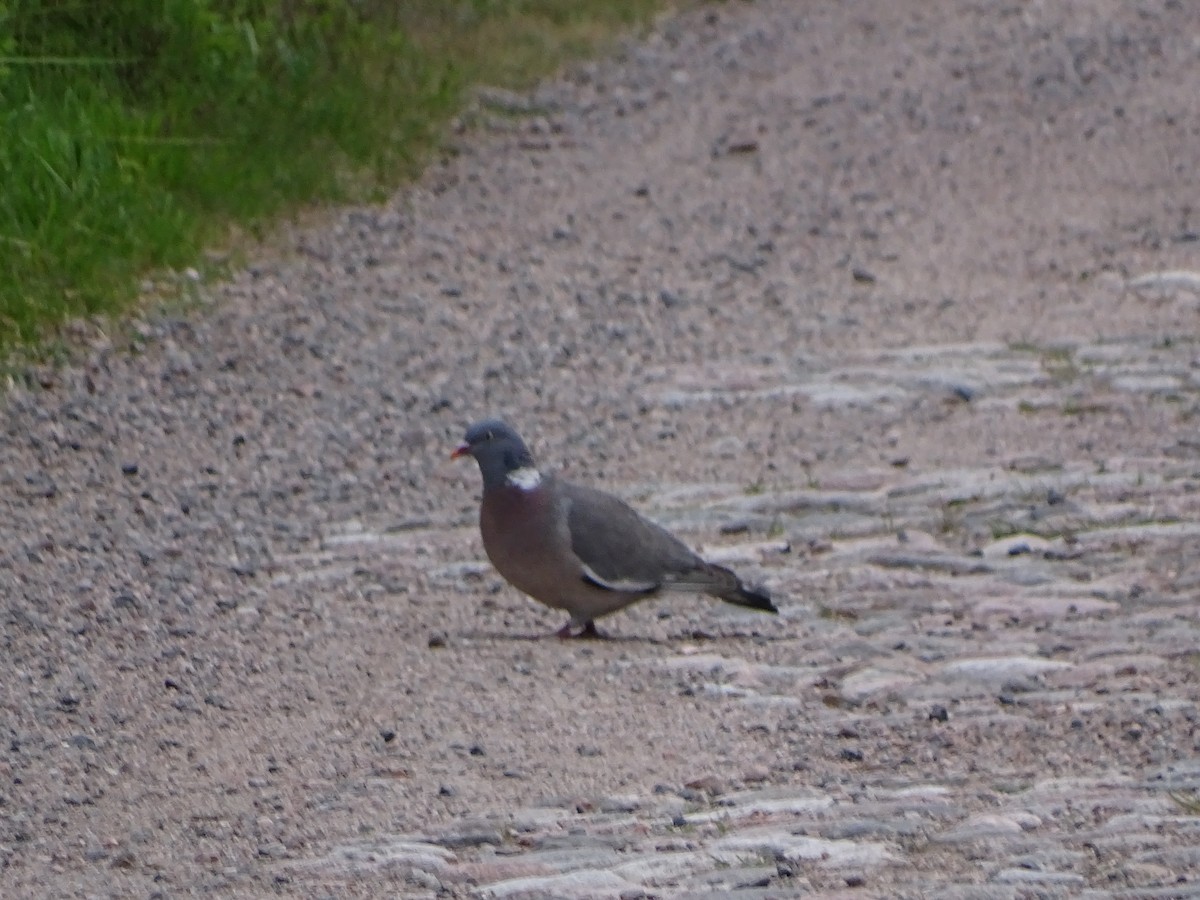 Common Wood-Pigeon - ML526155391