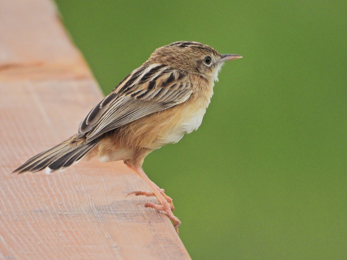 Zitting Cisticola - ML526155661