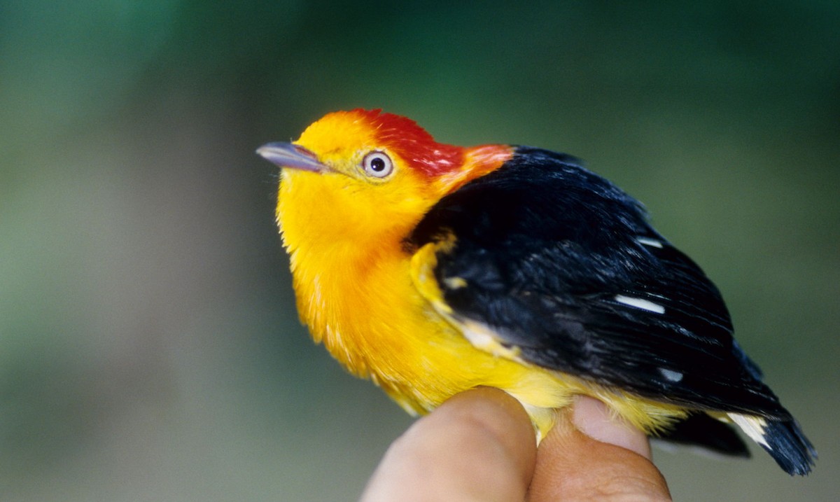 Band-tailed Manakin - ML526155781