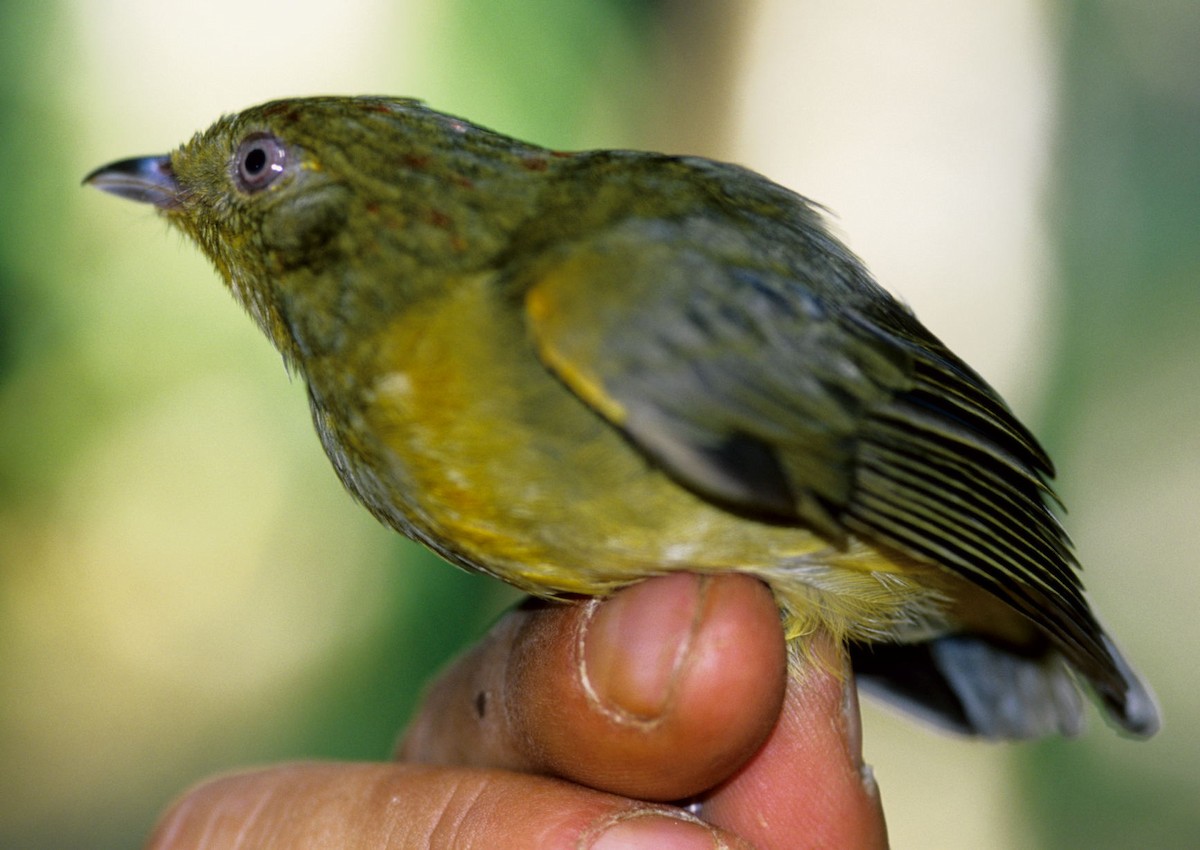 Band-tailed Manakin - ML526155801