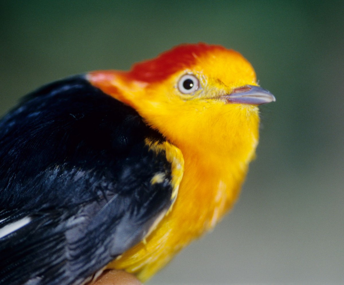 Band-tailed Manakin - ML526155831