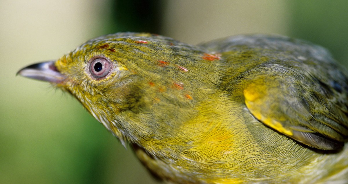 Band-tailed Manakin - ML526155841