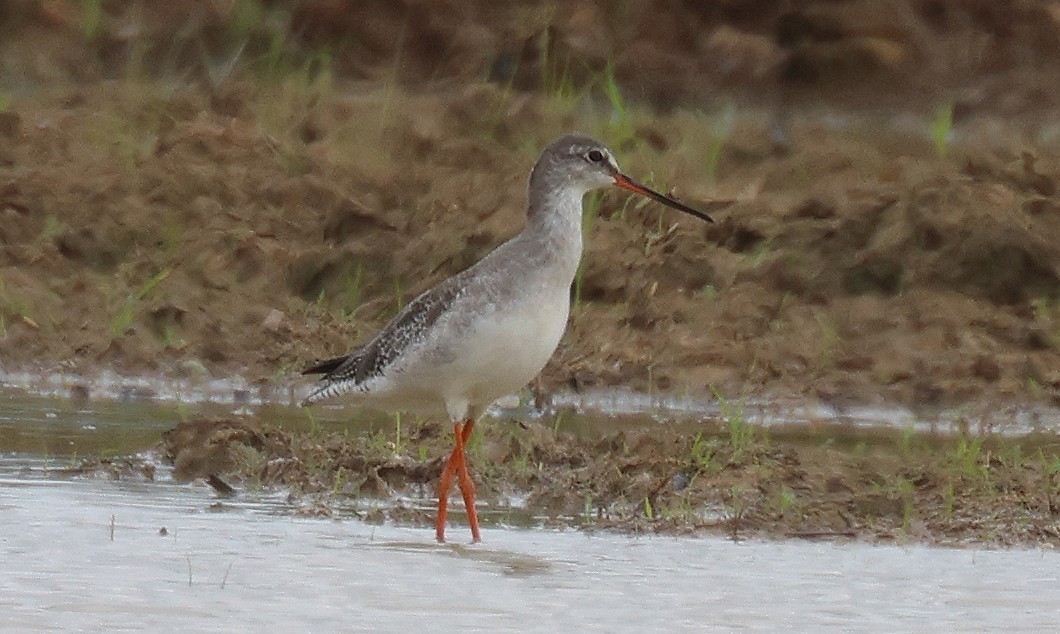 Spotted Redshank - ML526156021