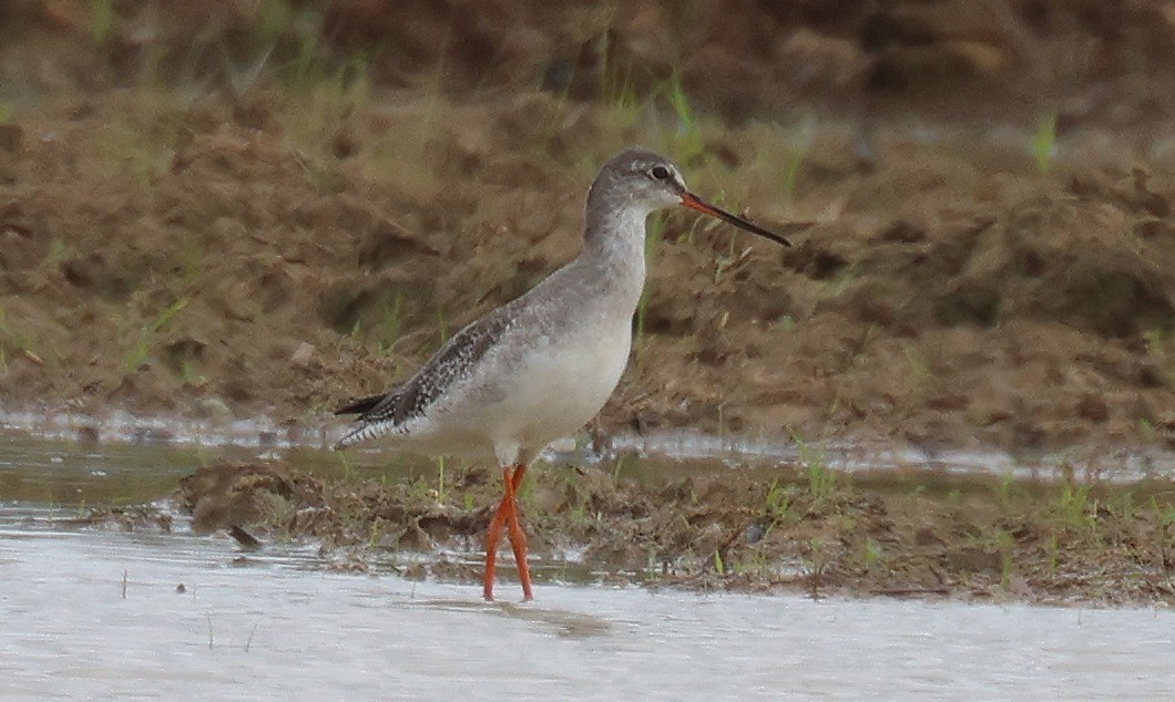 Spotted Redshank - TAN Gim Cheong .