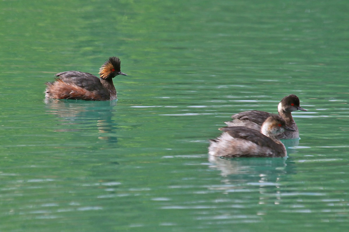 Eared Grebe - Richard Fray