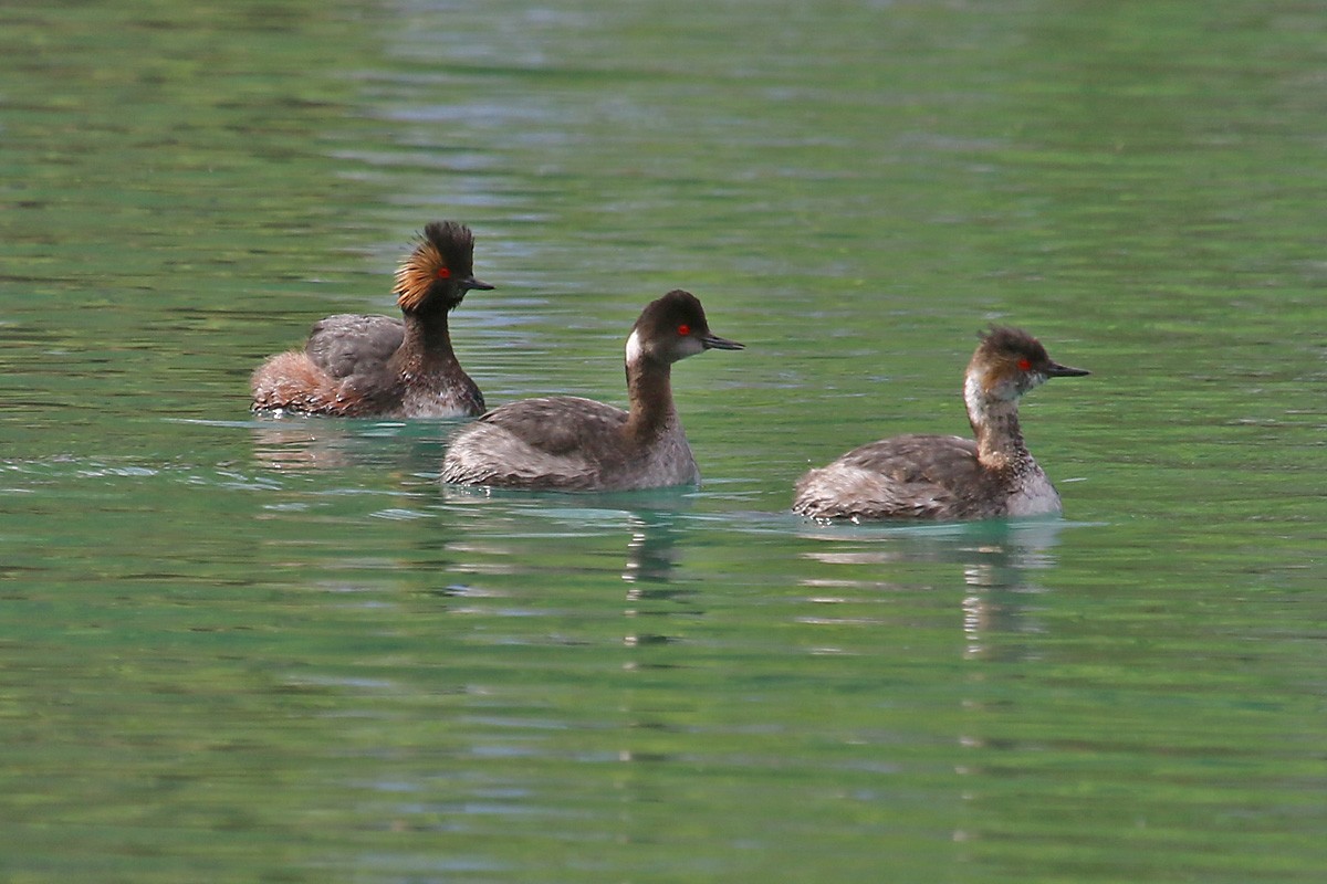 Eared Grebe - Richard Fray