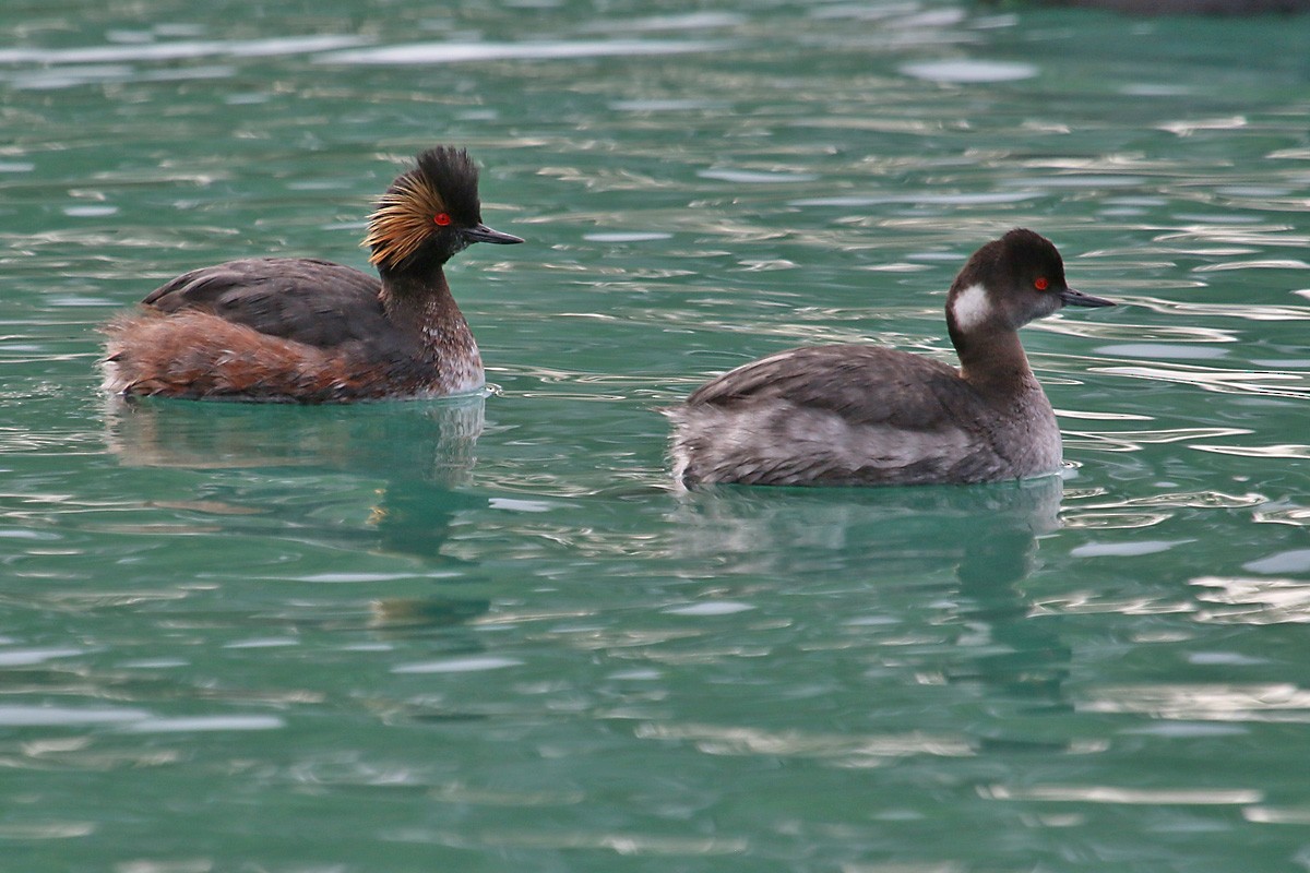 Eared Grebe - Richard Fray