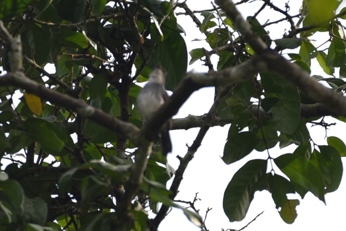 Tessmann's Flycatcher - ML526156831