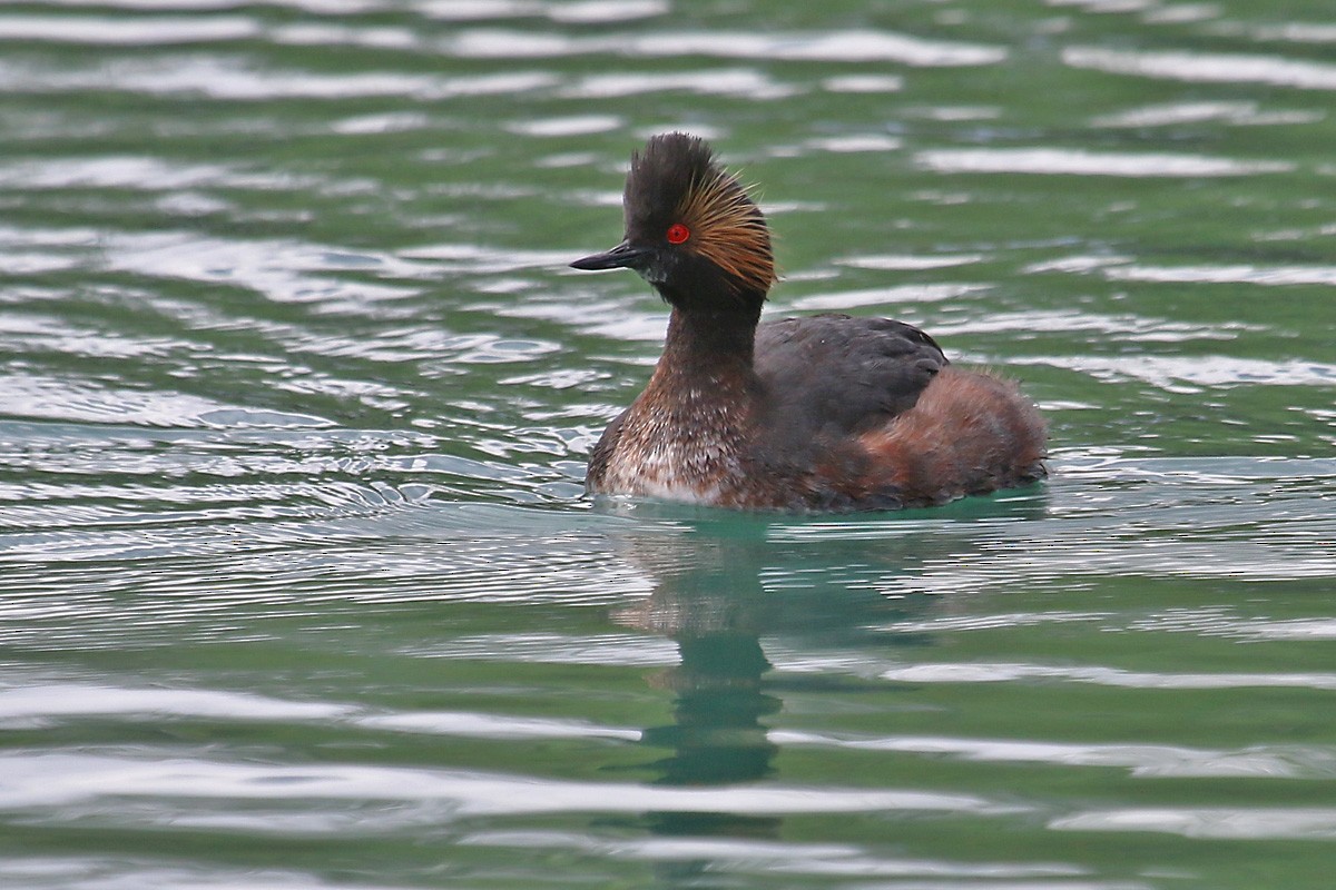 Eared Grebe - Richard Fray