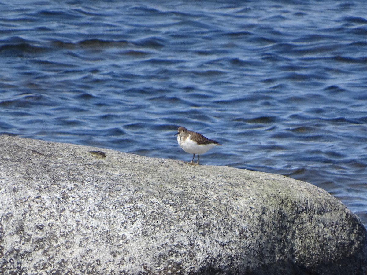 Common Sandpiper - ML526157141