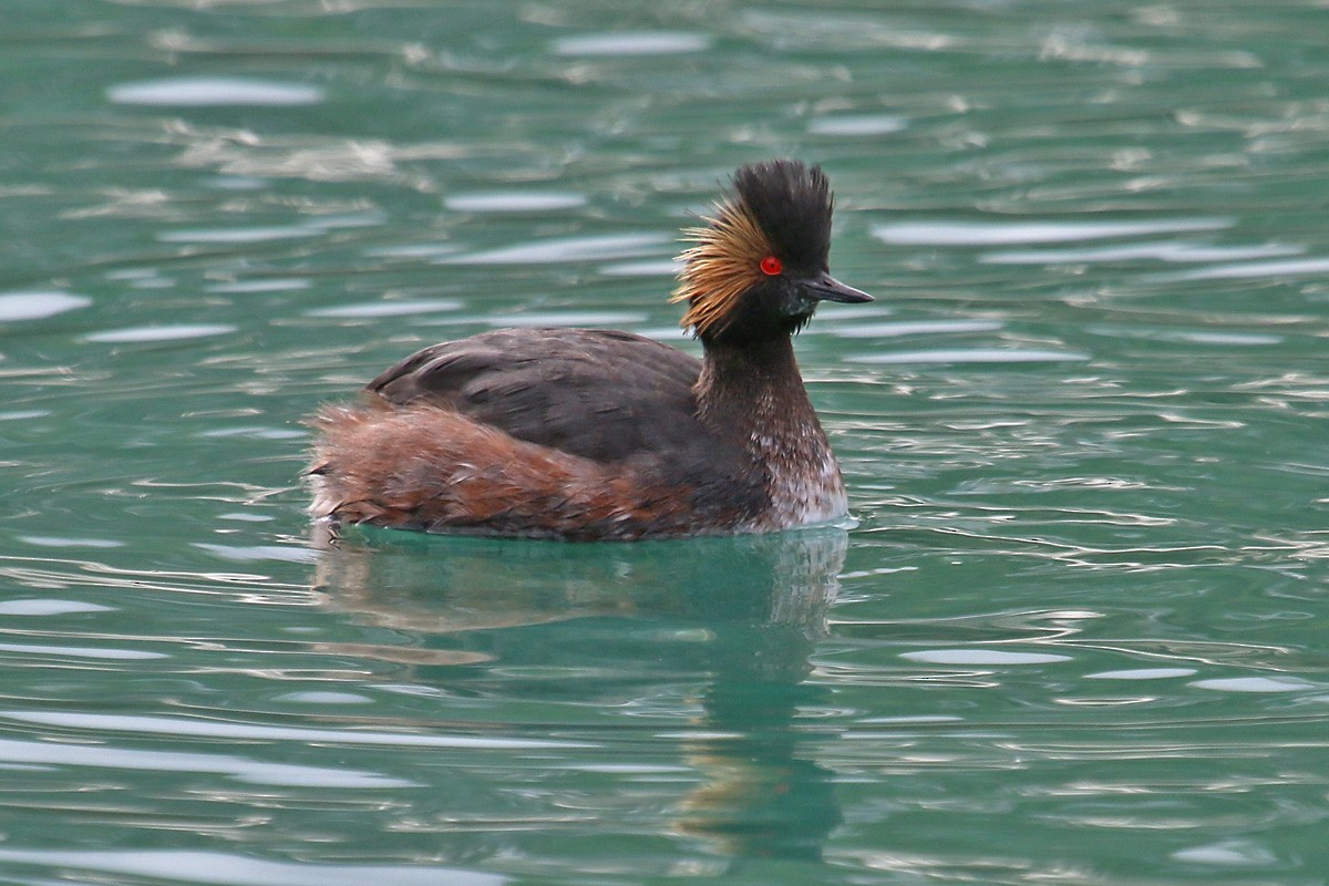 Eared Grebe - Richard Fray