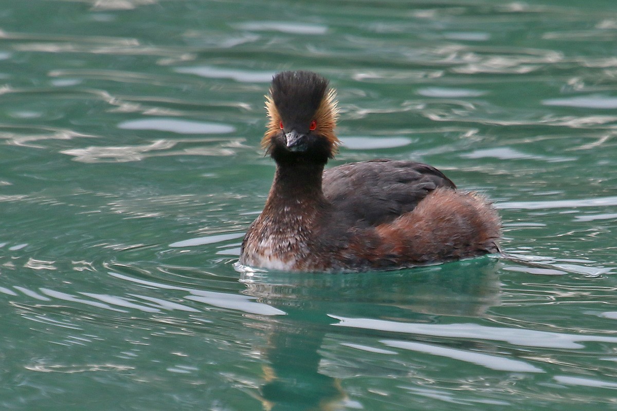 Eared Grebe - Richard Fray