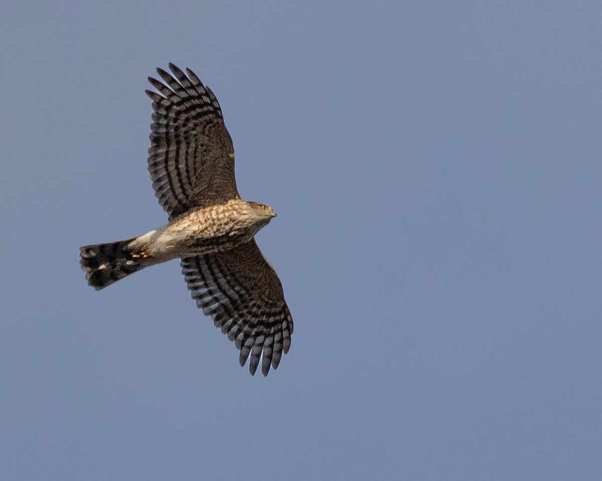 Sharp-shinned Hawk - Robert Viveiros