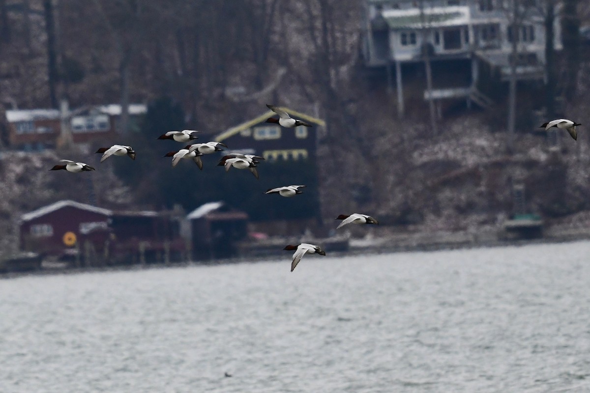 Canvasback - ML526157481