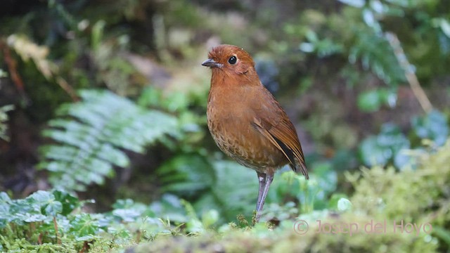 Equatorial Antpitta - ML526157981