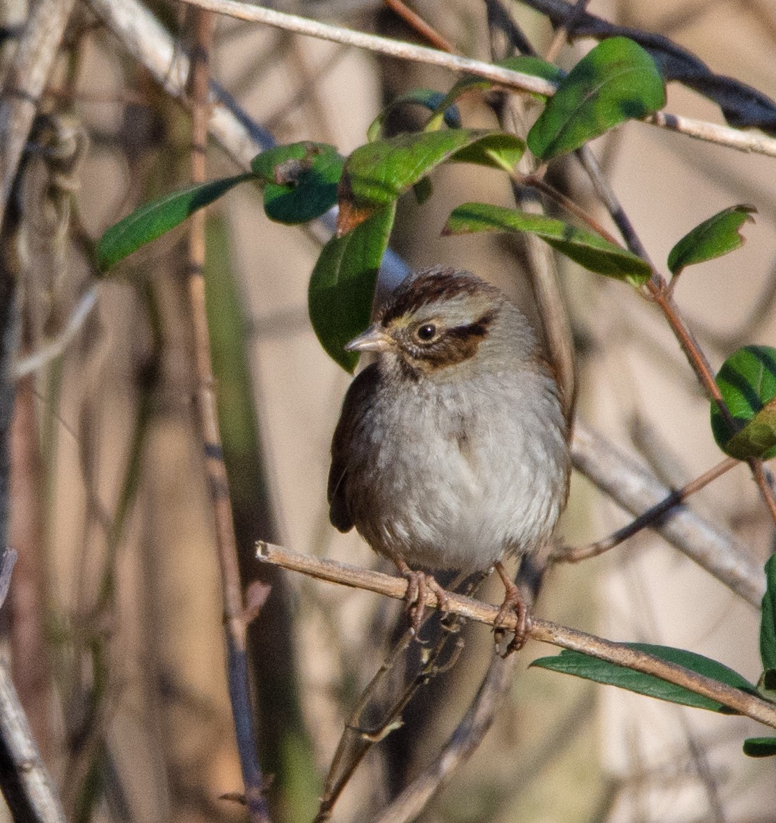 Swamp Sparrow - ML526158051