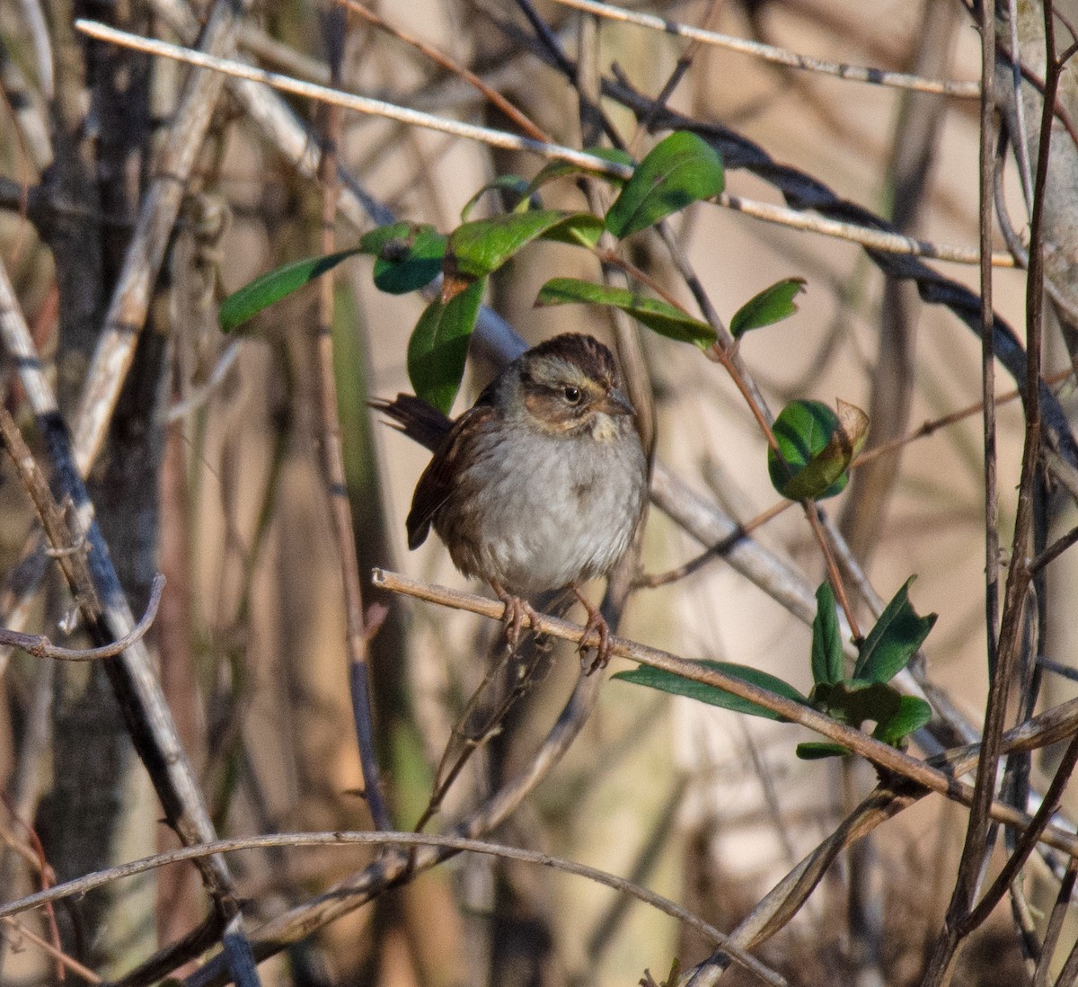 Swamp Sparrow - Richard Snow