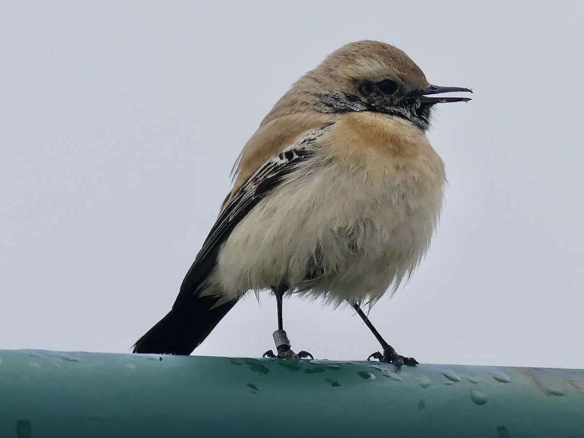 Desert Wheatear - ML526158291