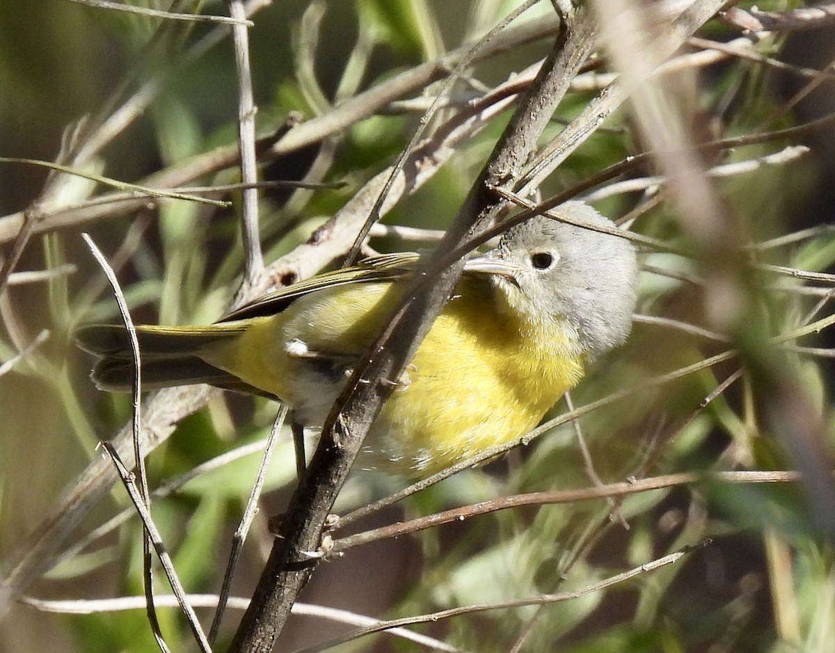 Nashville Warbler - Greg Dowd