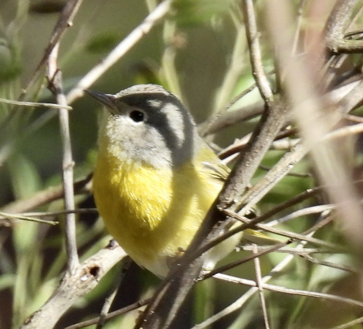 Nashville Warbler - ML526158791