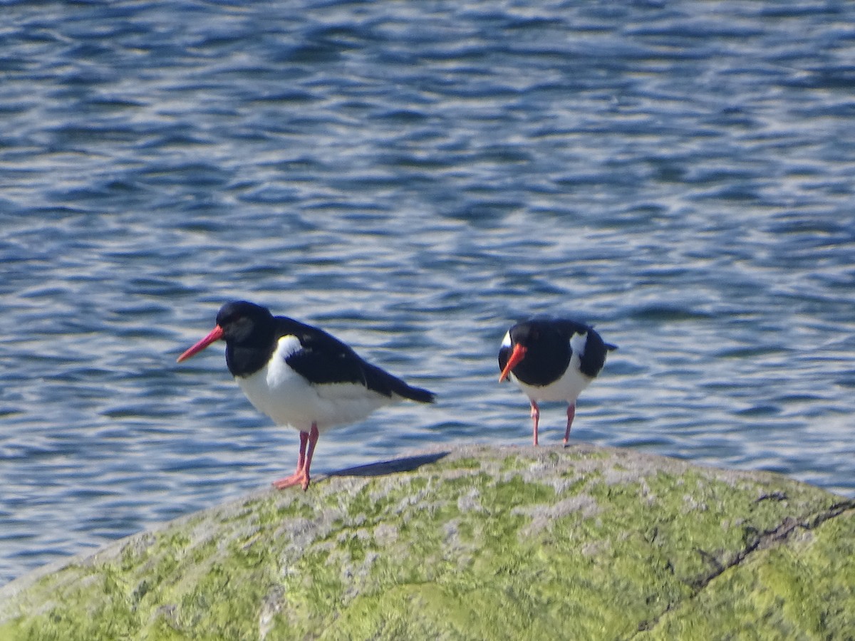 Eurasian Oystercatcher - ML526159371