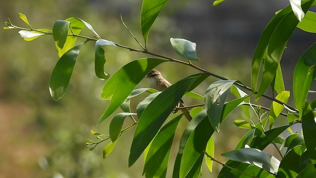 Индийская камышевка - ML526159741