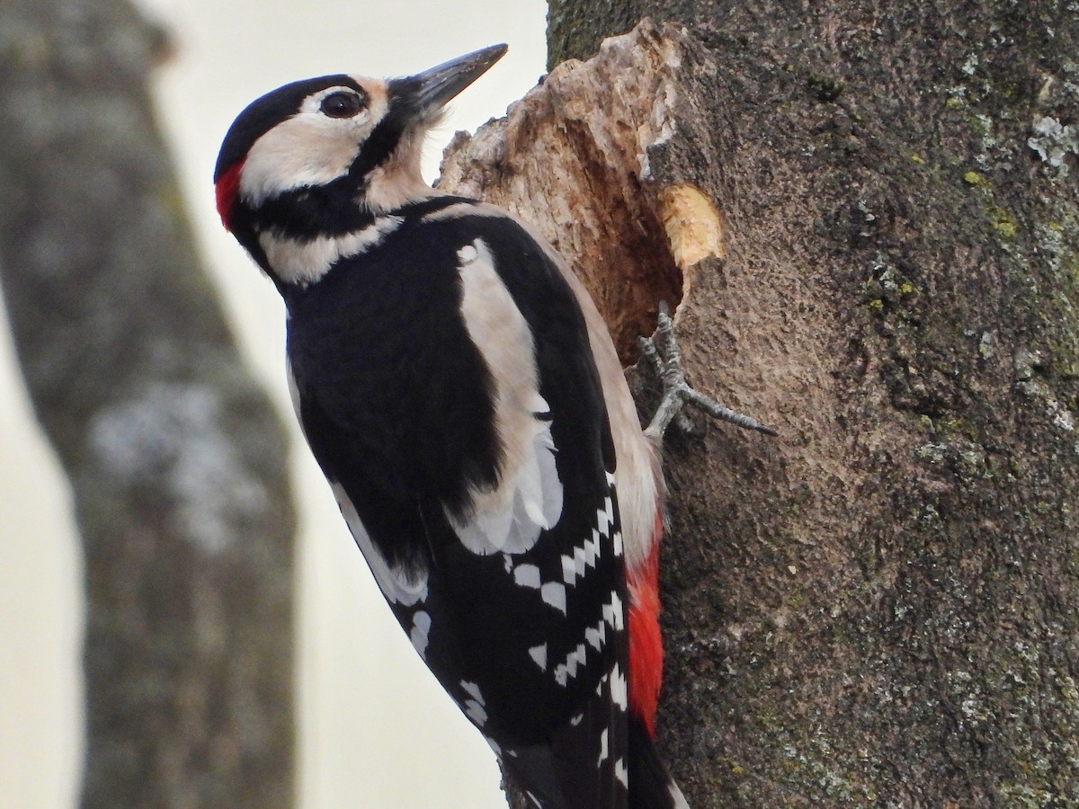 Great Spotted Woodpecker - Heiko Heerklotz