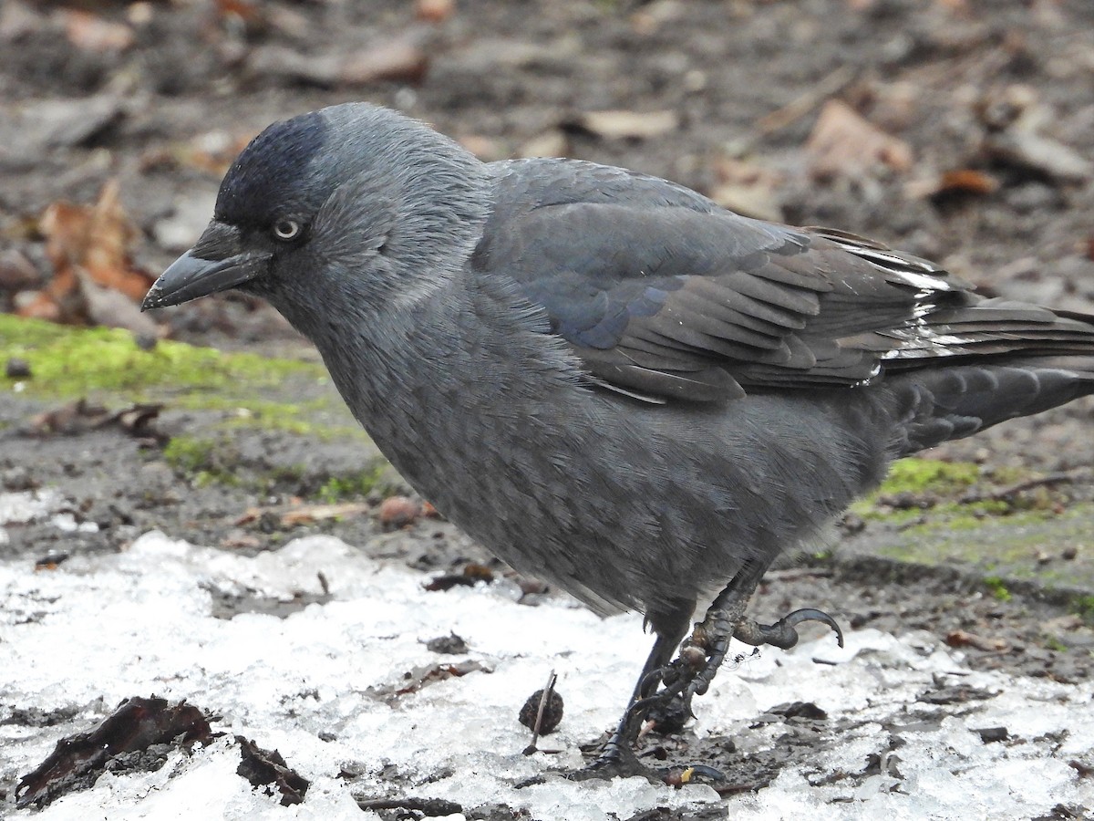 Eurasian Jackdaw - ML526159901