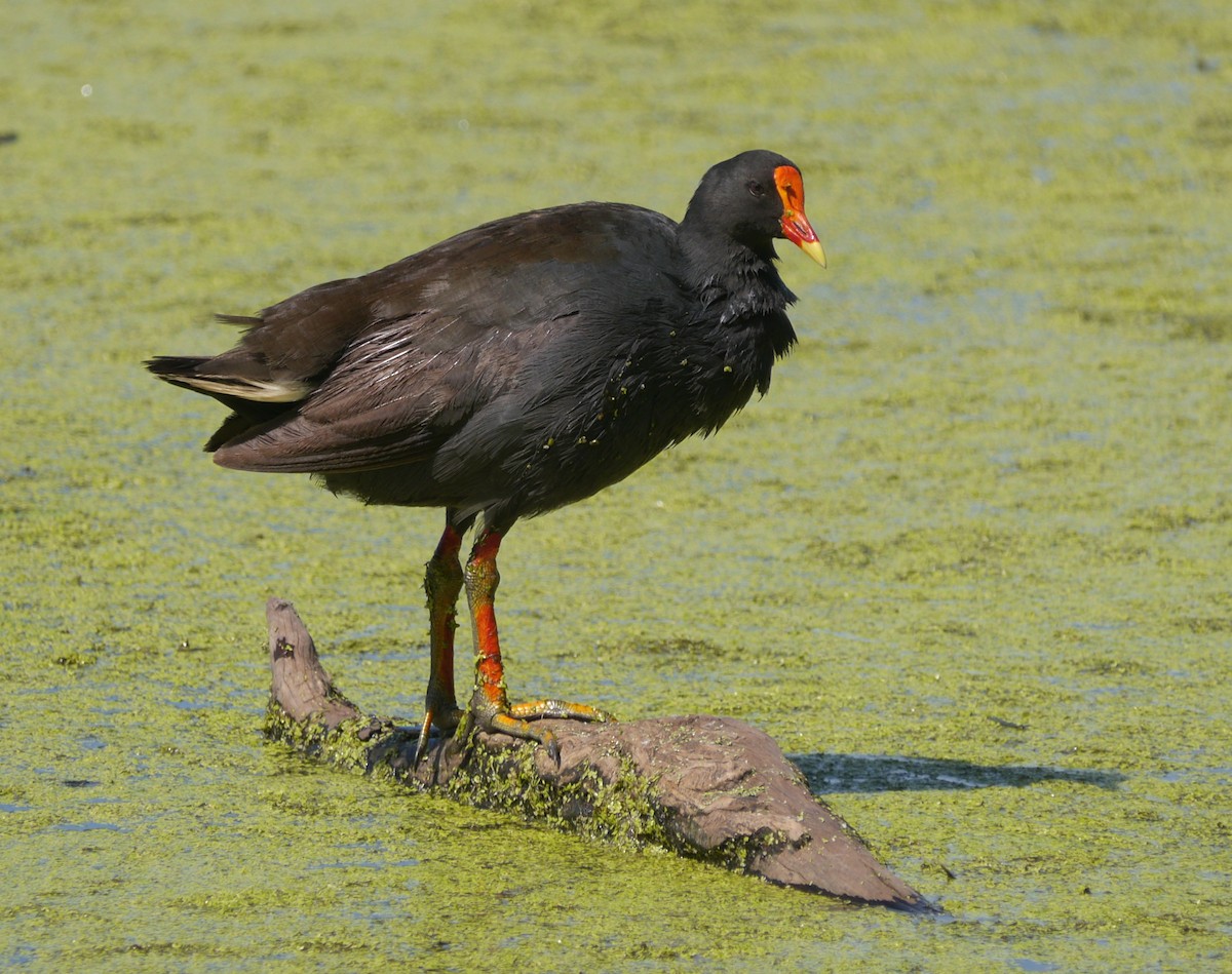 Dusky Moorhen - ML52616001