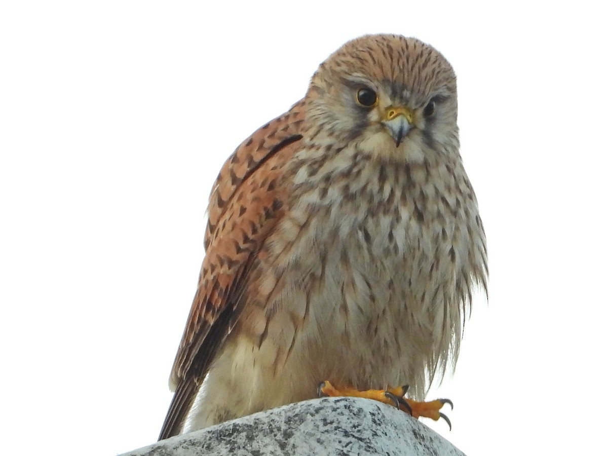 Eurasian Kestrel - ML526160061