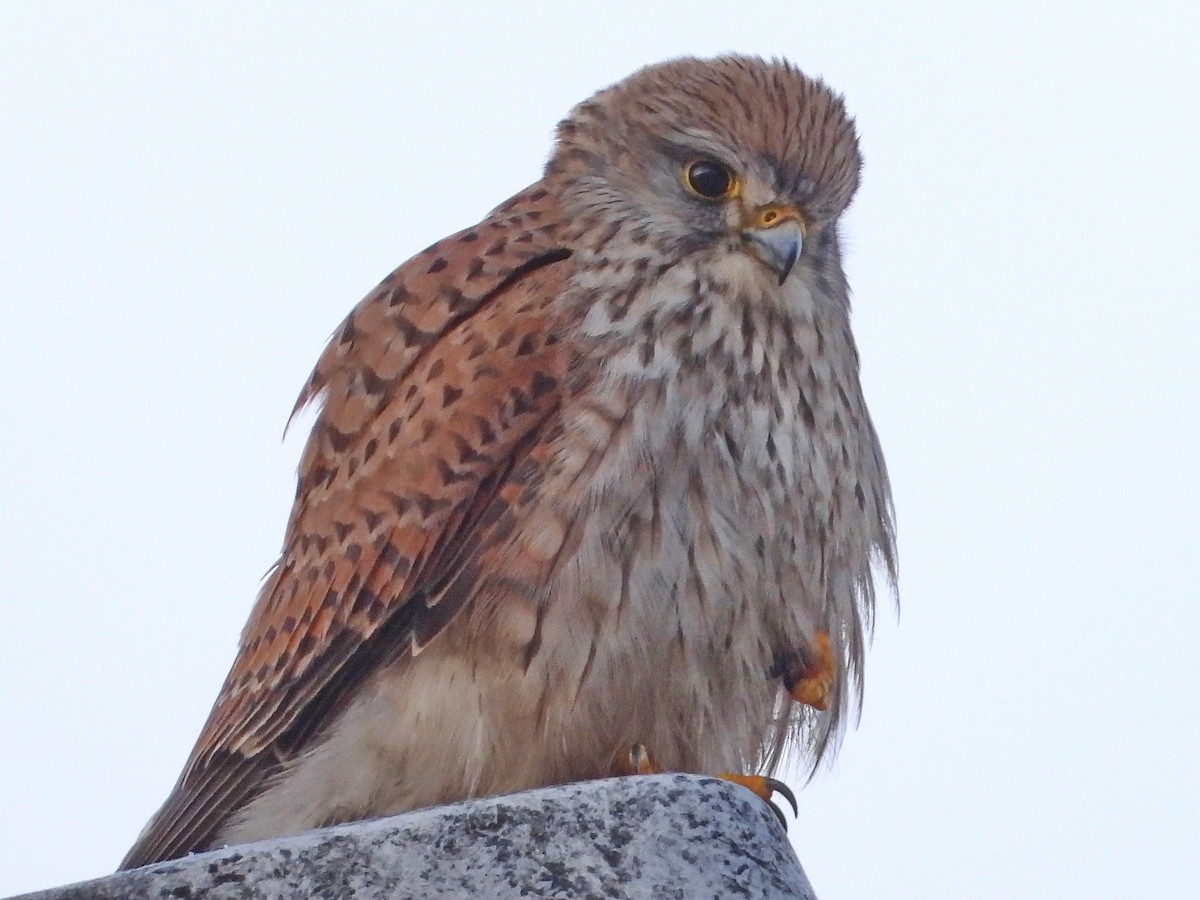 Eurasian Kestrel - ML526160071