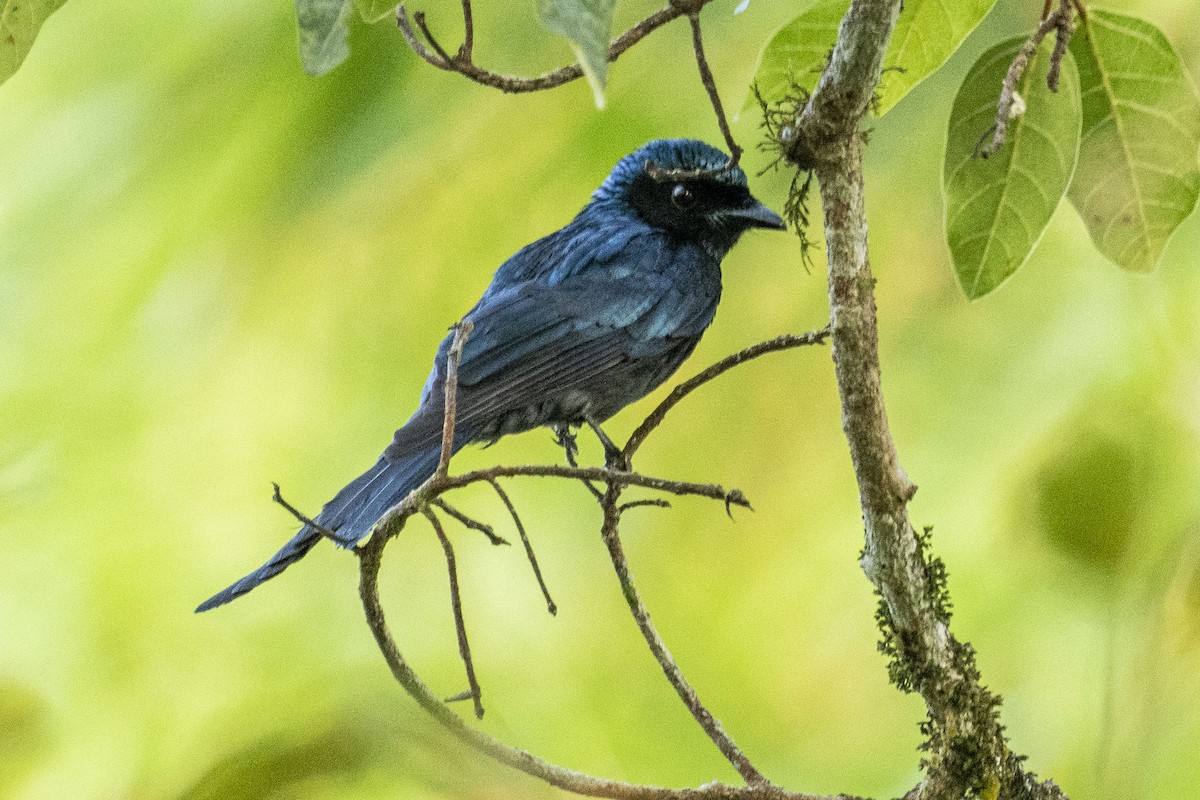 Bronzed Drongo - ML526160101