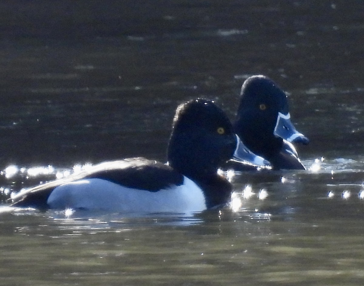 Ring-necked Duck - Greg Dowd