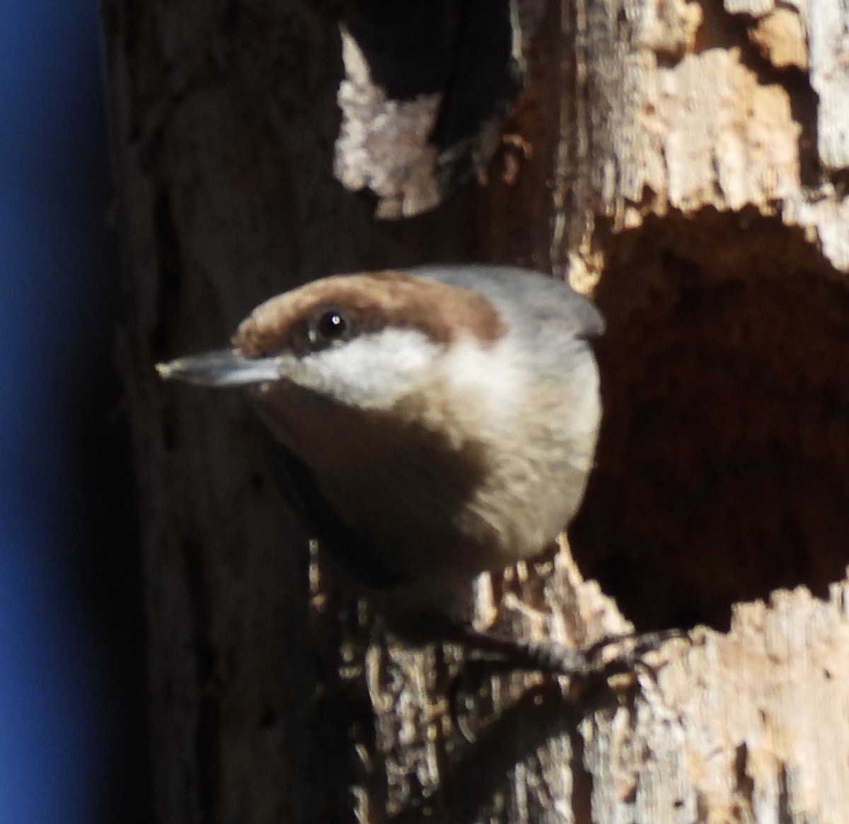 Brown-headed Nuthatch - Greg Dowd