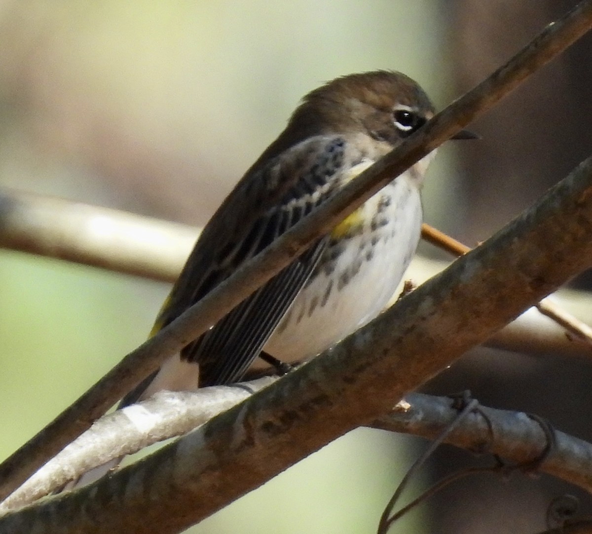 Yellow-rumped Warbler - Greg Dowd