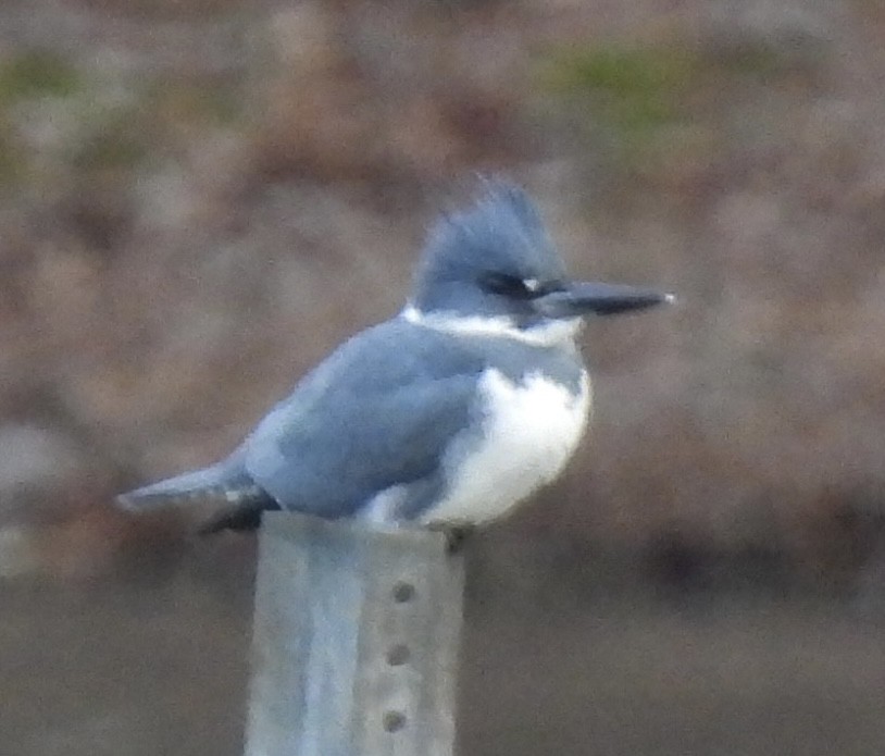 Martin-pêcheur d'Amérique - ML526160361