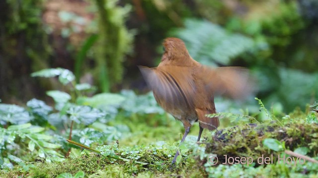 Equatorial Antpitta - ML526160461