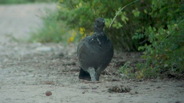 Dusky Grouse - ML526161421