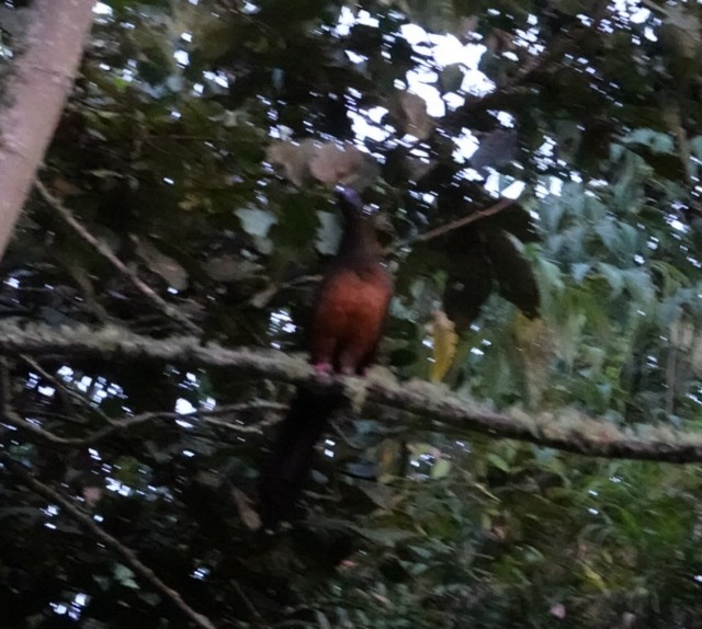 Sickle-winged Guan - ML526162221