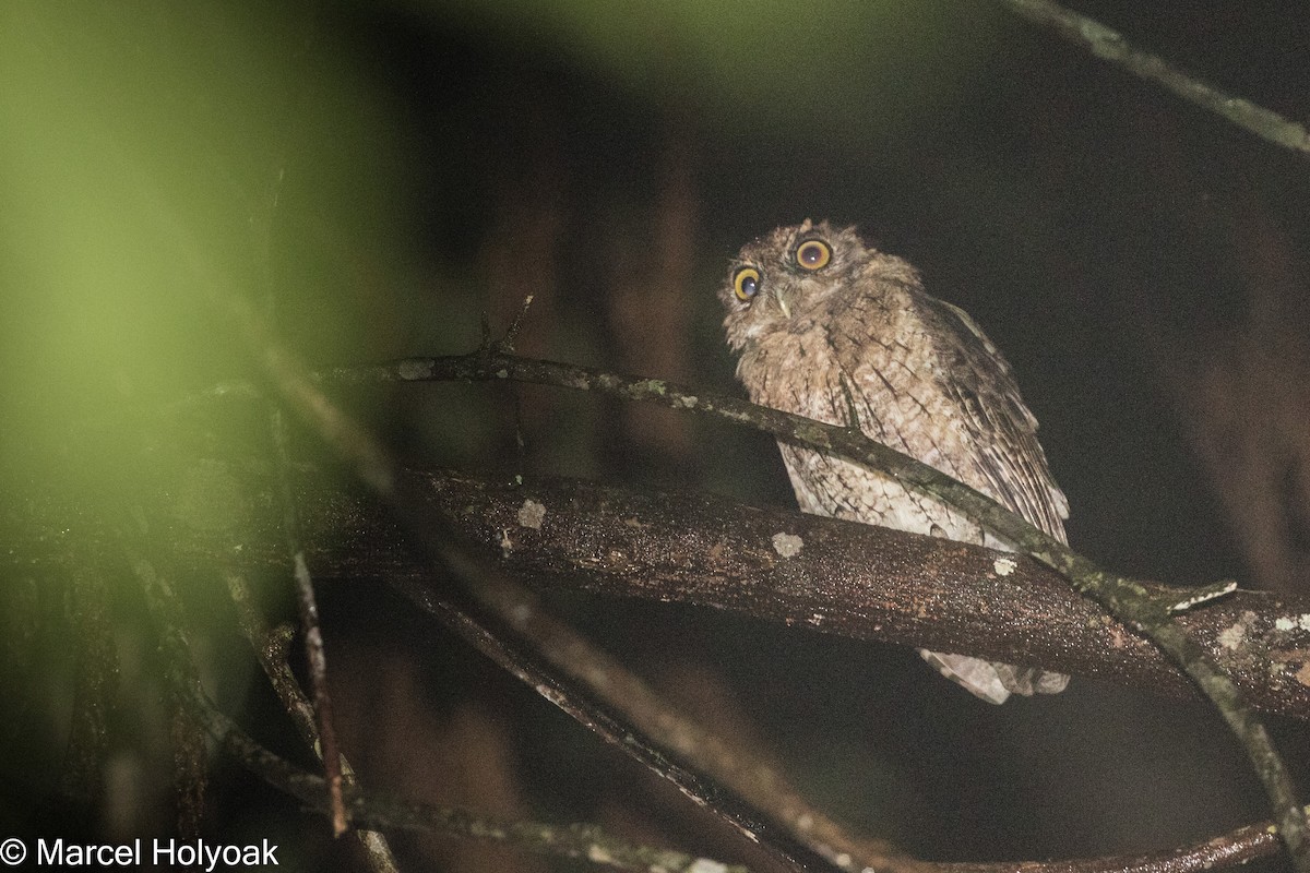 Black-capped Screech-Owl - ML526162571