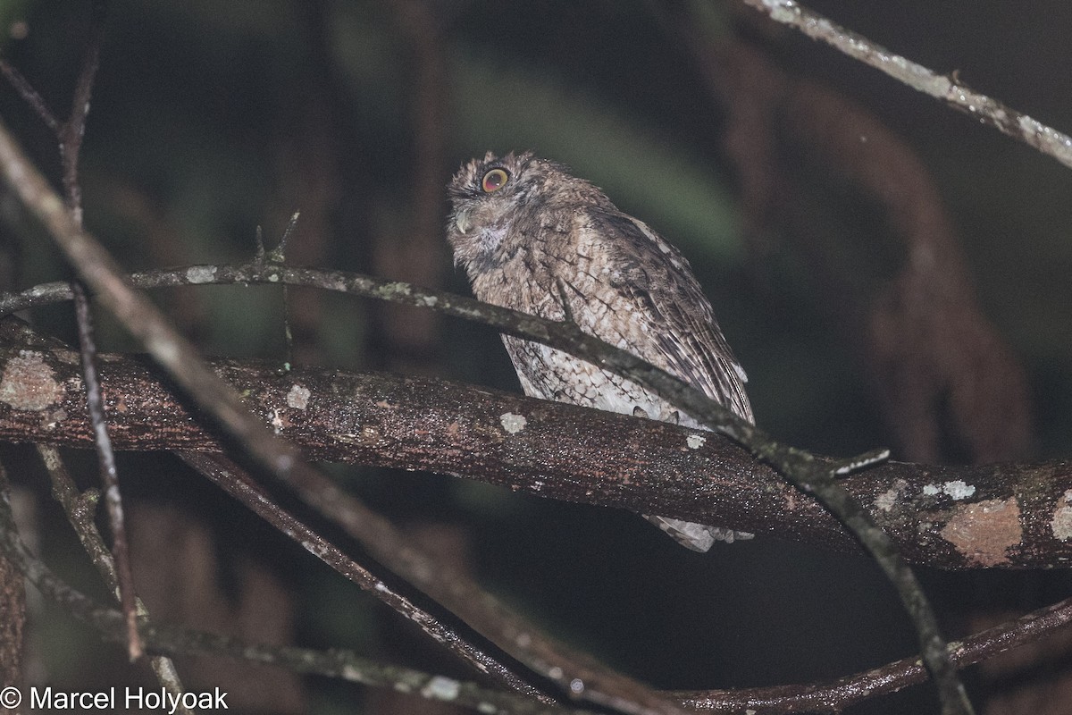 Black-capped Screech-Owl - ML526162581