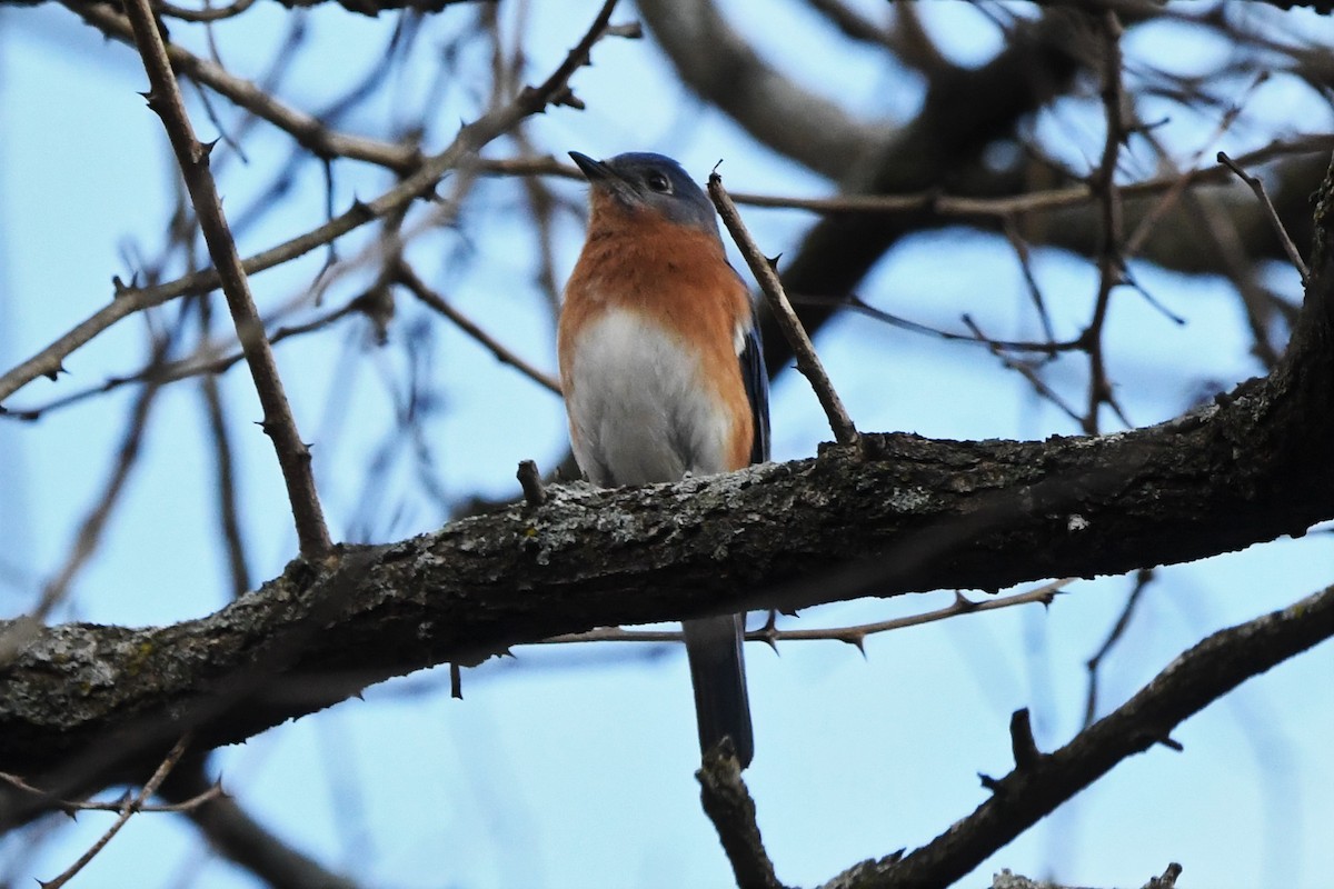 Eastern Bluebird - ML526162611