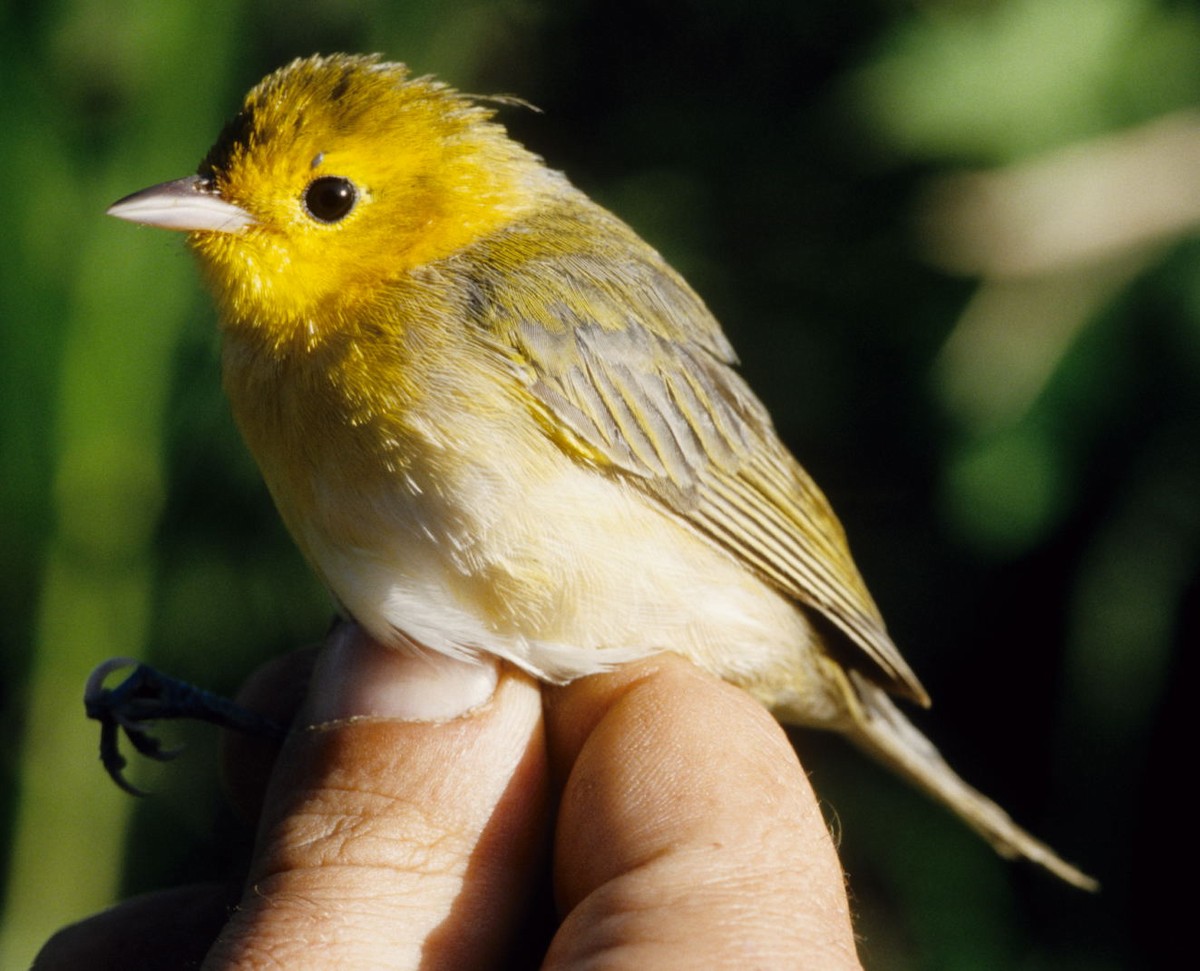 Orange-headed Tanager - ML526163511