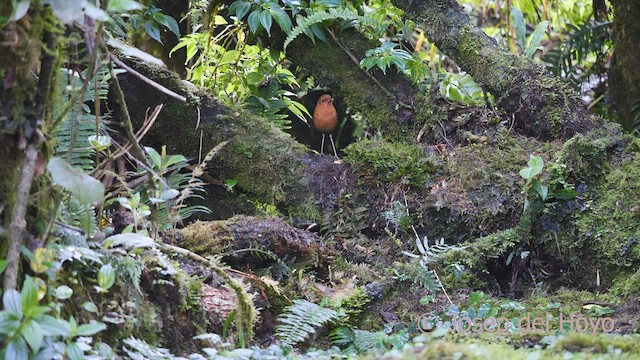 Equatorial Antpitta - ML526164191