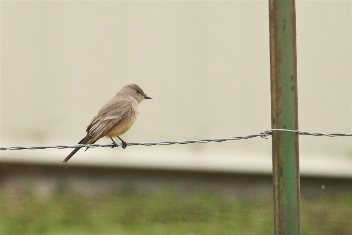 Say's Phoebe - ML52616461